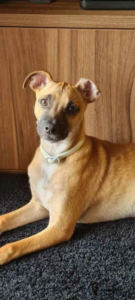 Cachorro ra a SRD idade 2 a 6 meses nome Havanna