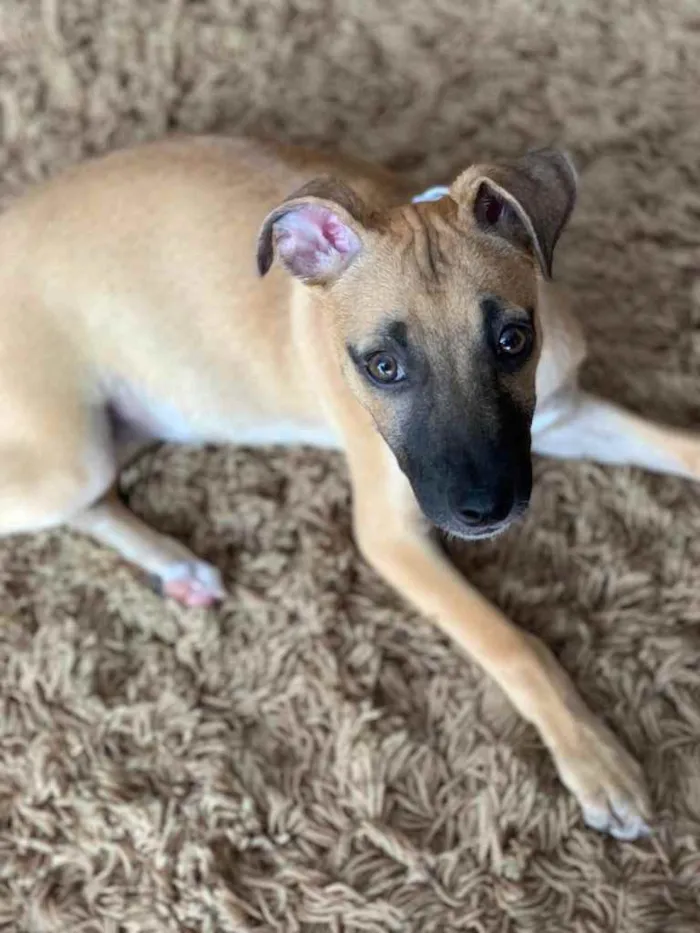 Cachorro ra a SRD idade 2 a 6 meses nome Havanna