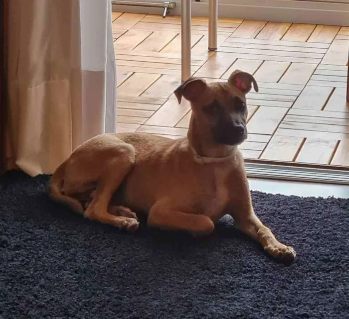 Cachorro ra a SRD idade 2 a 6 meses nome Havanna