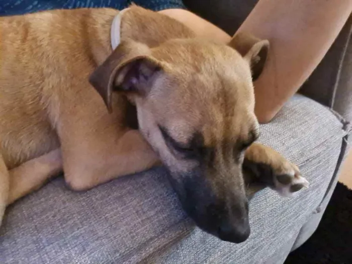 Cachorro ra a SRD idade 2 a 6 meses nome Havanna