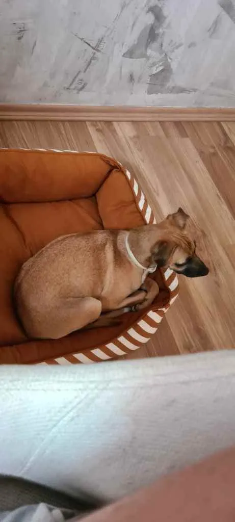 Cachorro ra a SRD idade 2 a 6 meses nome Havanna