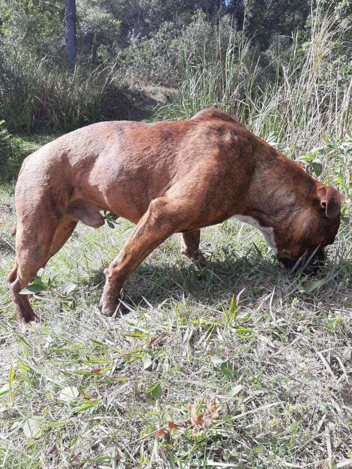 Cachorro ra a Pitbull com boxer idade 7 a 11 meses nome Desconhecido