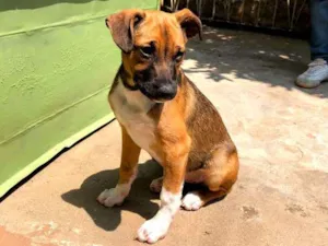 Cachorro raça SRD-ViraLata idade 7 a 11 meses nome JUDY