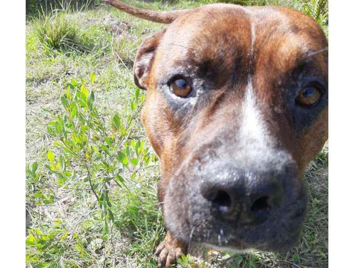 Cachorro ra a Pitbull com boxer idade 7 a 11 meses nome Desconhecido