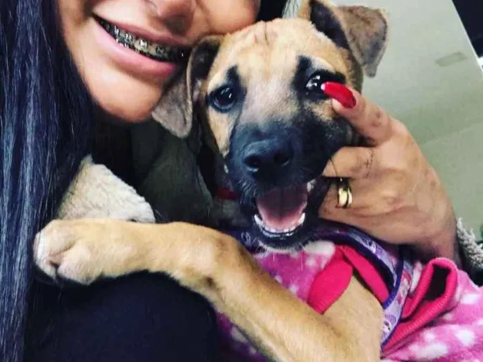 Cachorro ra a SRD idade 2 a 6 meses nome Havanna