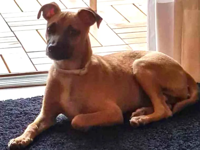Cachorro ra a SRD idade 2 a 6 meses nome Havanna