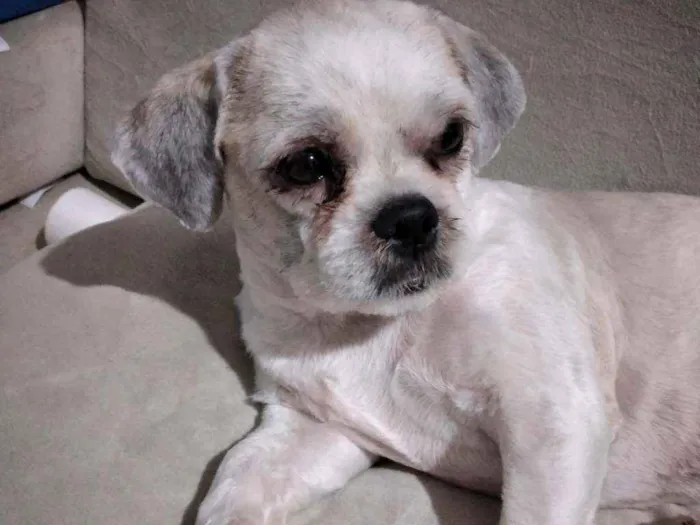 Cachorro ra a Shitzu idade 1 ano nome Lord