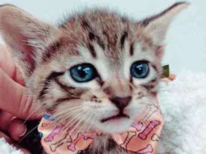 Gato raça Srd idade 2 a 6 meses nome Lion