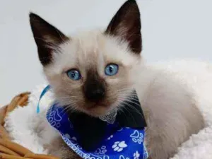 Gato raça Srd idade 2 a 6 meses nome Dom