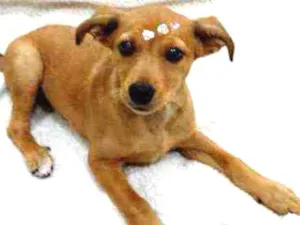 Cachorro raça Srd idade 2 a 6 meses nome Safira