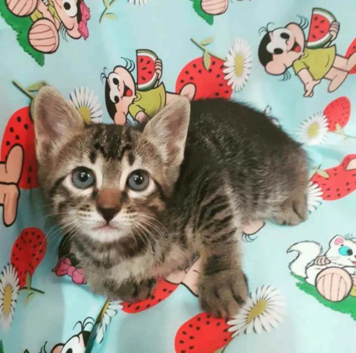 Gato ra a SRD idade Abaixo de 2 meses nome MAGALI