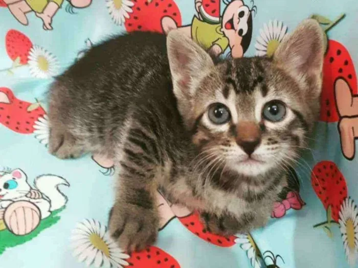 Gato ra a SRD idade Abaixo de 2 meses nome MAGALI