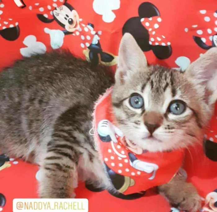 Gato ra a SRD idade Abaixo de 2 meses nome MINIE