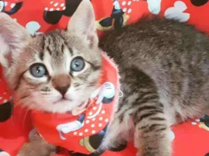 Gato raça SRD idade Abaixo de 2 meses nome MINIE