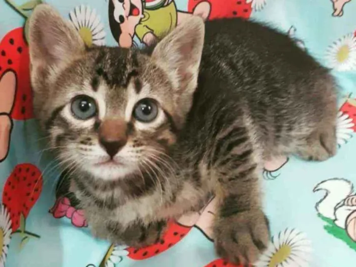 Gato ra a SRD idade Abaixo de 2 meses nome MAGALI