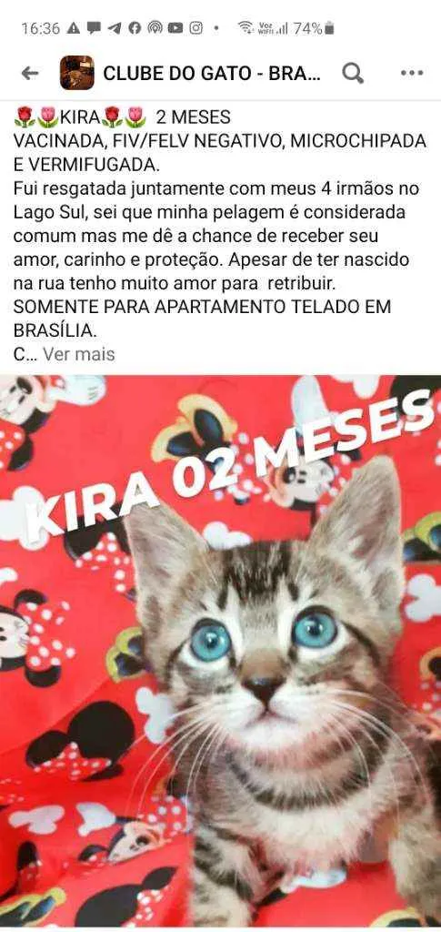 Gato ra a SRD idade Abaixo de 2 meses nome KIRA