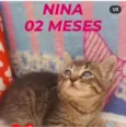 NINA 