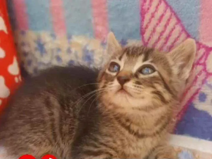 Gato ra a SRD idade 2 a 6 meses nome NINA 