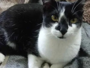 Gato raça Srd  idade 1 ano nome Linguiça linda fofa 