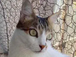 Gato raça Srd idade 3 anos nome Branquinho lindo 