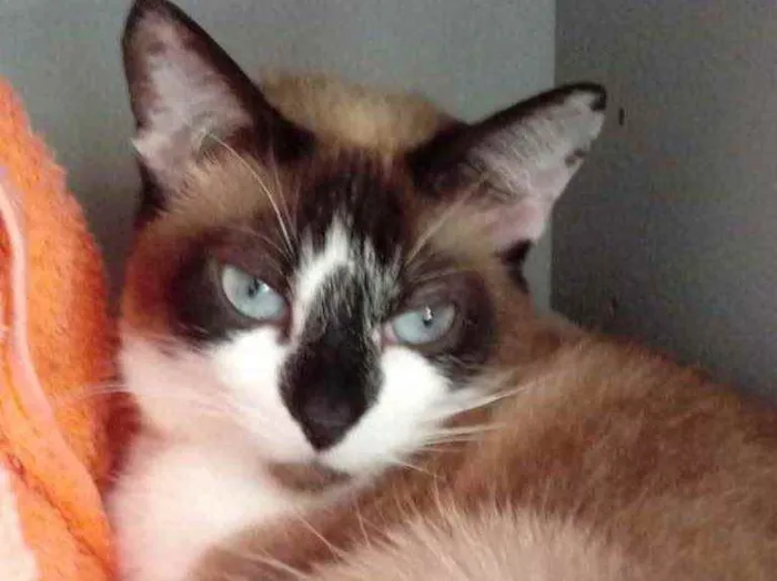Gato ra a Srd idade 2 anos nome Branca linda gatinha