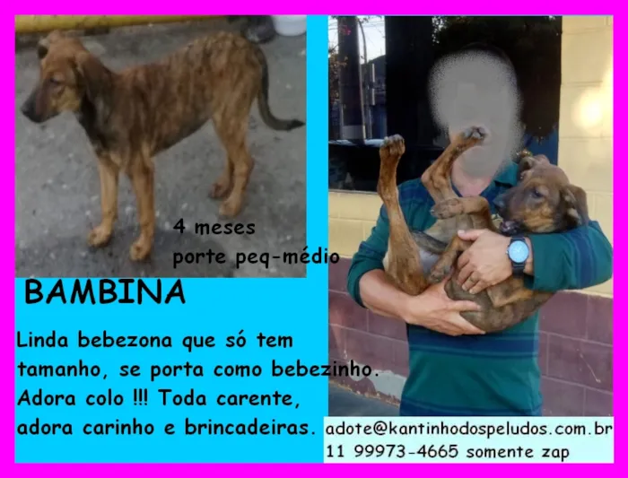 Cachorro ra a SRD idade 2 a 6 meses nome BAMBINA