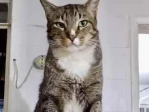 Gato raça Srd  idade 2 anos nome Tigue lindo 