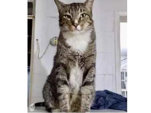 Gato ra a Srd  idade 2 anos nome Tigue lindo 