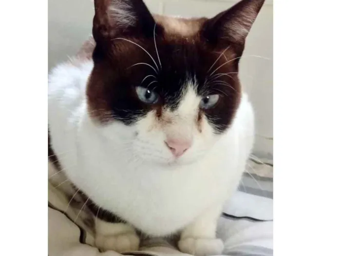 Gato ra a Srd  idade 2 anos nome Yuri lindo demais