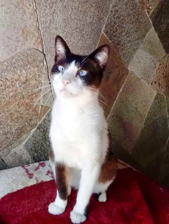 Gato ra a Srd  idade 2 anos nome Yuri lindo demais