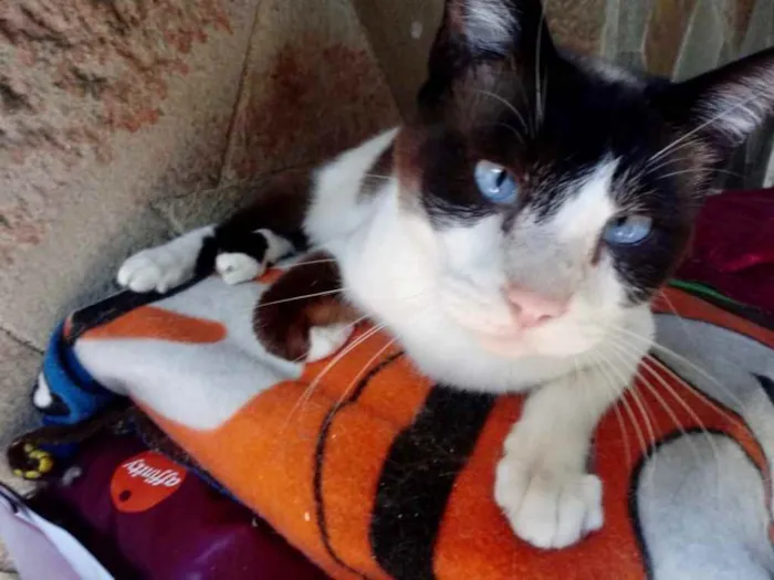 Gato ra a Srd  idade 2 anos nome Yuri lindo demais