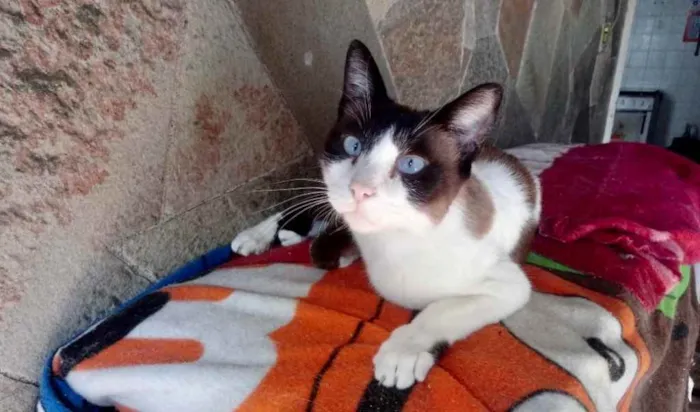 Gato ra a Srd  idade 2 anos nome Yuri lindo demais