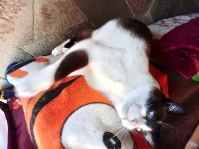 Gato ra a Srd  idade 2 anos nome Yuri lindo demais