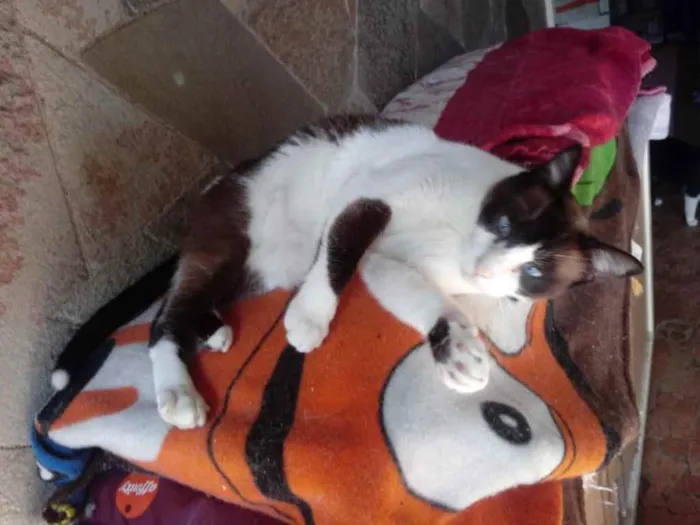 Gato ra a Srd  idade 2 anos nome Yuri lindo demais