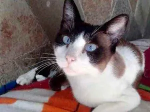 Gato raça Srd  idade 2 anos nome Yuri lindo demais 