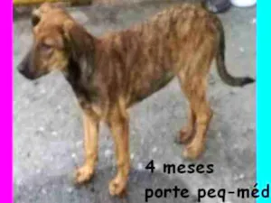 Cachorro raça SRD idade 2 a 6 meses nome BAMBINA