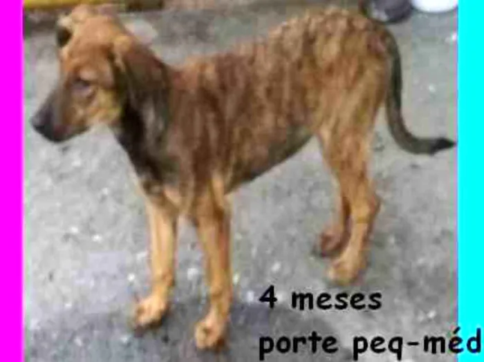 Cachorro ra a SRD idade 2 a 6 meses nome BAMBINA