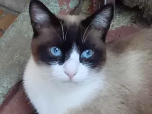 Gato raça Srd  idade 1 ano nome Bolacha lindo demais