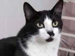 Gato ra a Srd frajola  idade 3 anos nome Diego belíssimo