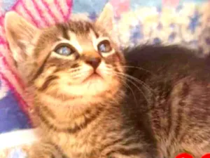 Gato raça SRD idade 2 a 6 meses nome NINA 