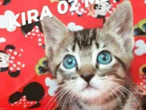 Gato raça SRD idade Abaixo de 2 meses nome KIRA