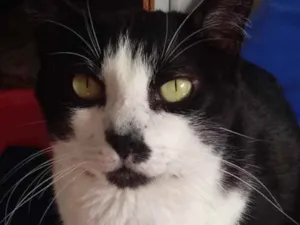Gato raça Srd frajola  idade 3 anos nome Diego belíssimo 