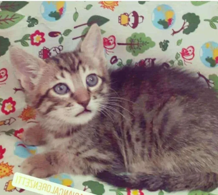Gato ra a SRD idade 2 a 6 meses nome SIMBA