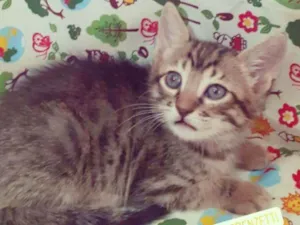 Gato raça SRD idade 2 a 6 meses nome SIMBA