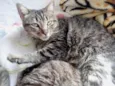 Raja linda gatinha