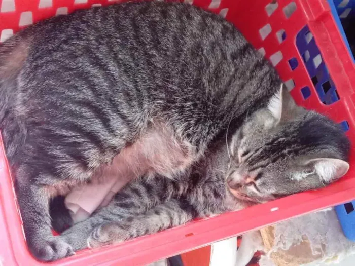 Gato ra a Srd idade 3 anos nome Raja linda gatinha