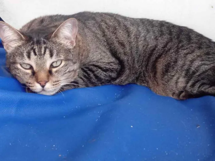 Gato ra a Srd idade 3 anos nome Raja linda gatinha