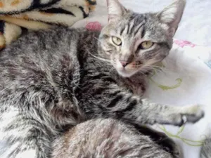 Gato raça Srd idade 3 anos nome Raja linda gatinha 
