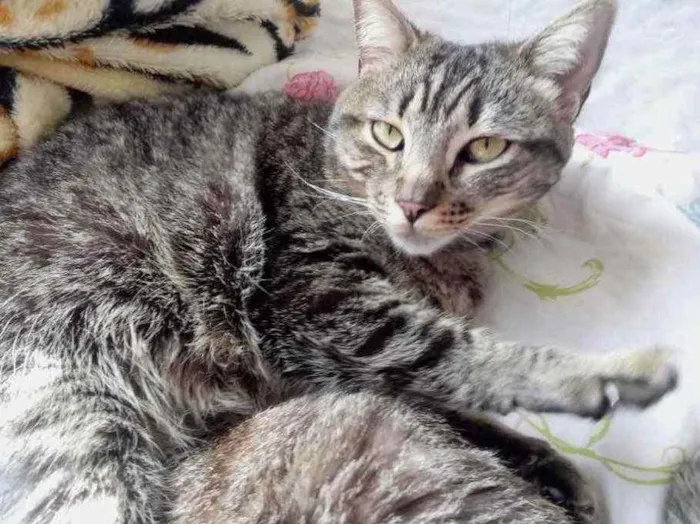 Gato ra a Srd idade 3 anos nome Raja linda gatinha