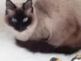 Gatinha belíssima 